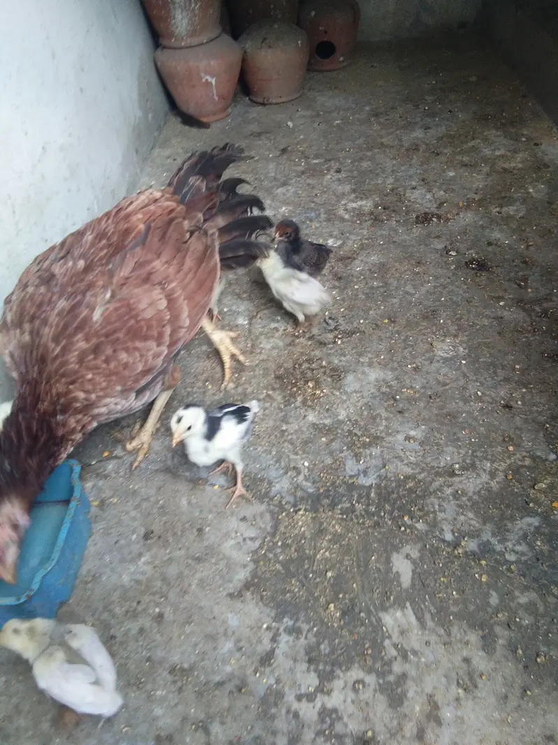 Aseel Mianwali murgi key sath 6 aseel chick + cage — photo 3