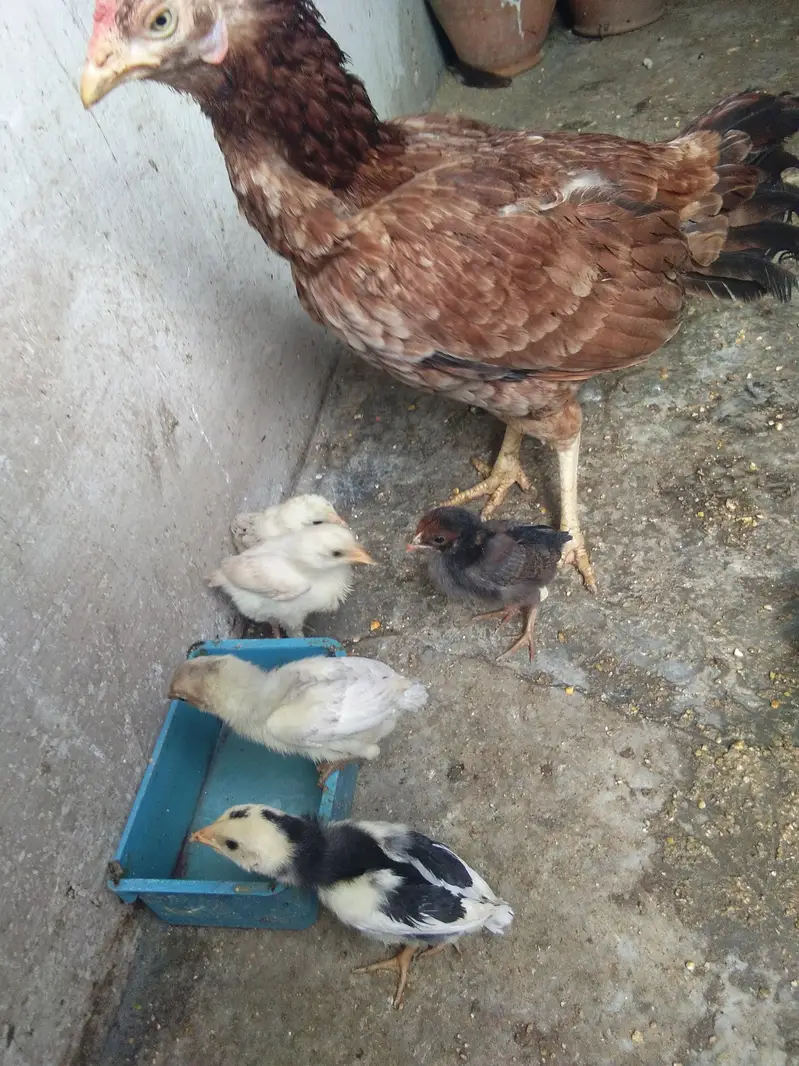 Aseel Mianwali murgi key sath 6 aseel chick + cage — photo 4