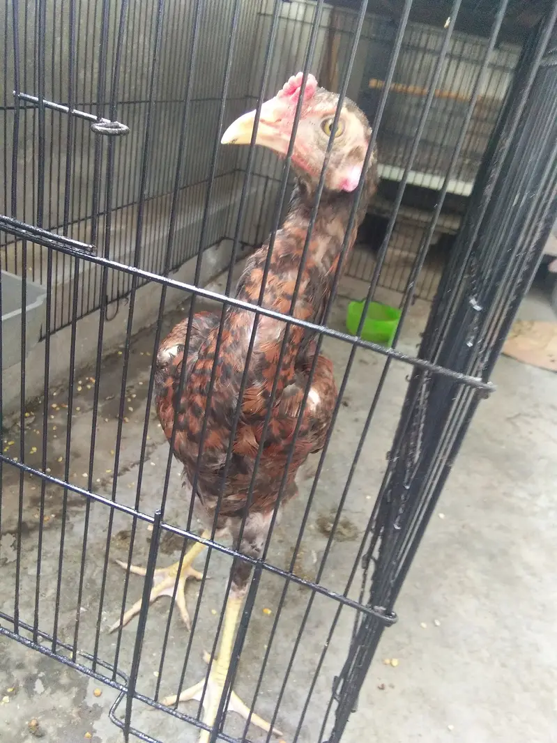 Aseel Mianwali murgi key sath 6 aseel chick + cage — photo 5
