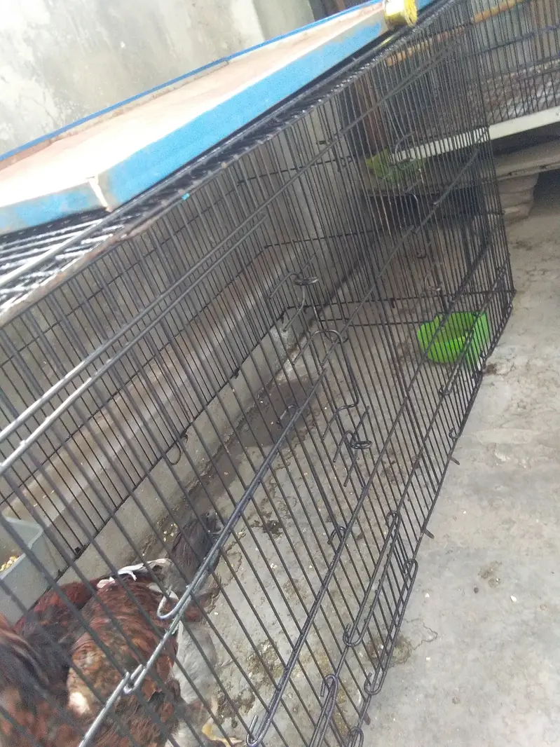 Aseel Mianwali murgi key sath 6 aseel chick + cage — photo 8
