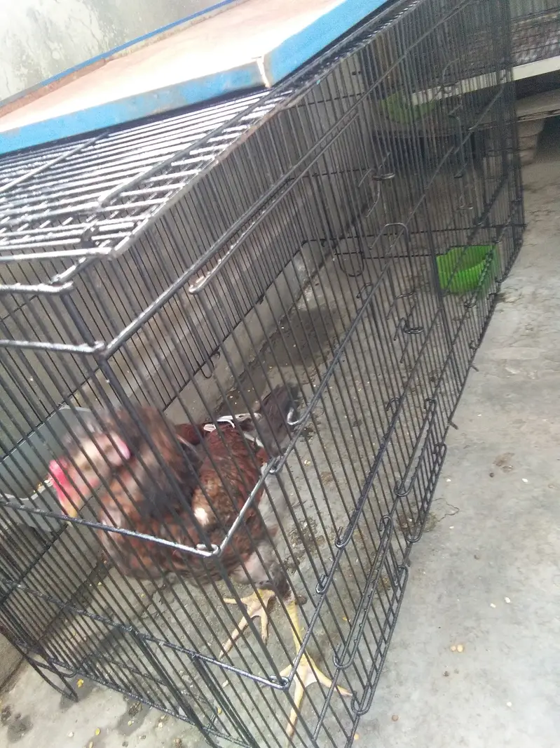 Aseel Mianwali murgi key sath 6 aseel chick + cage — photo 9