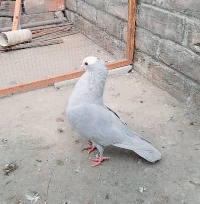 Silver Grey Mukhi Breeder Male