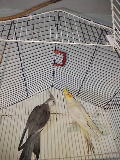 urgent sale pair 03316904995