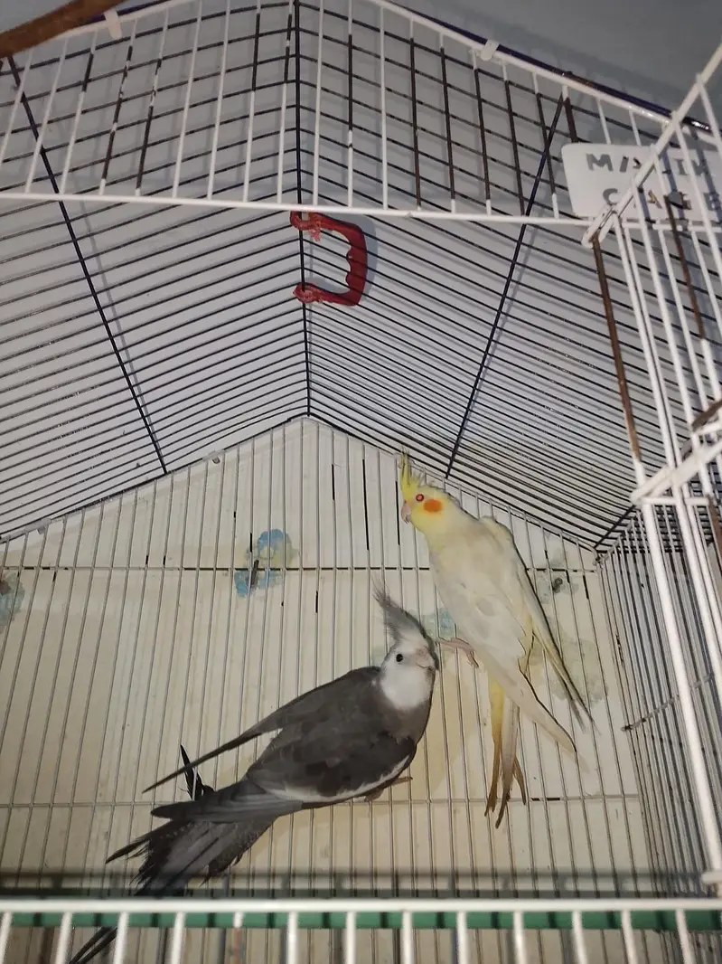 urgent sale pair 03316904995 — photo 2
