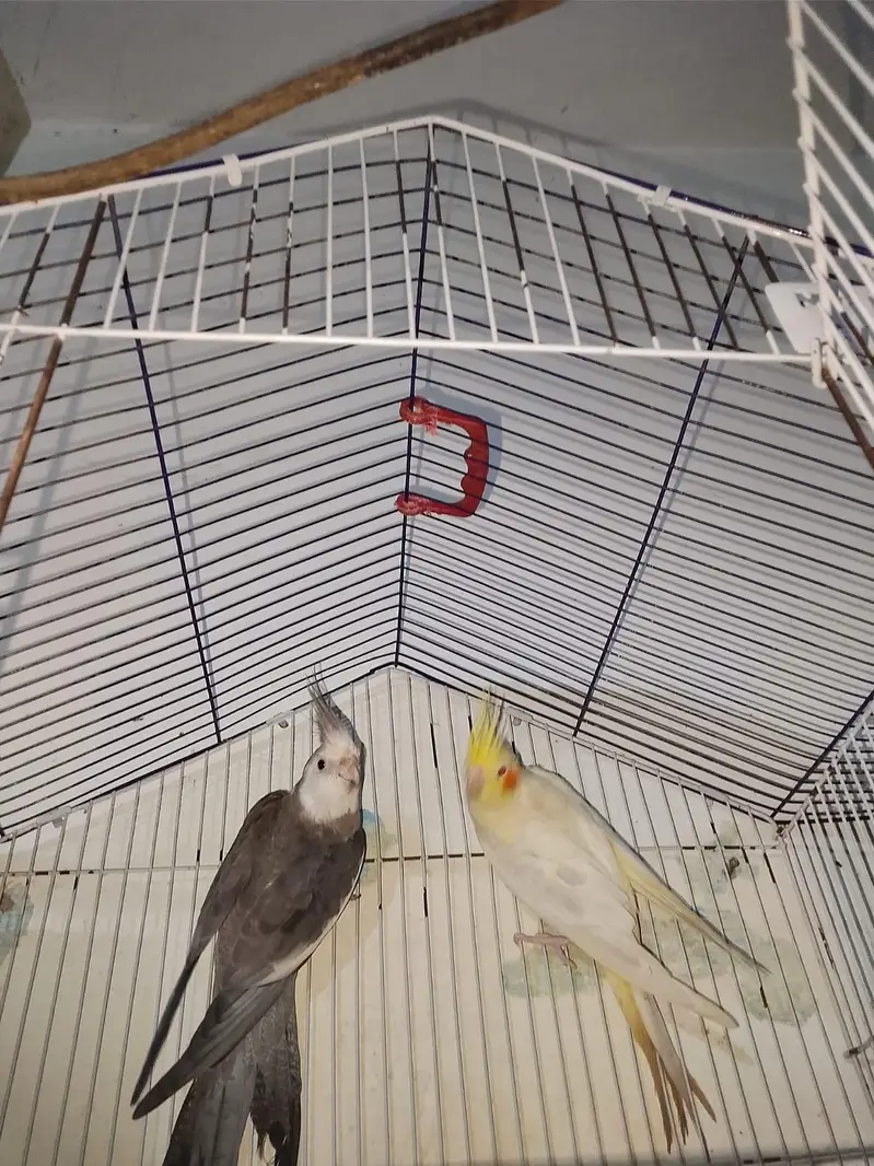 urgent sale pair 03316904995 — photo 3
