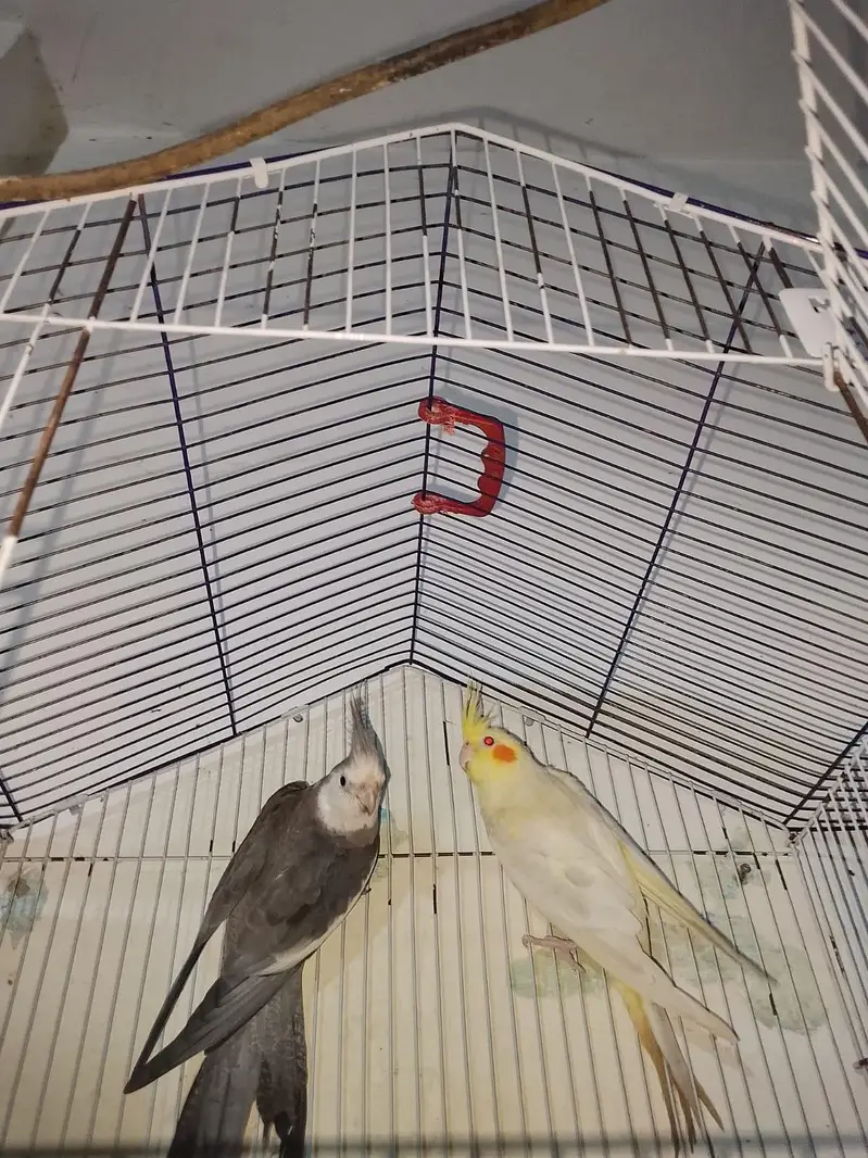 urgent sale pair 03316904995 — photo 4