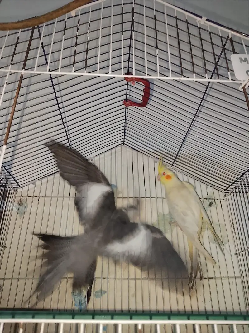 urgent sale pair 03316904995 — photo 5