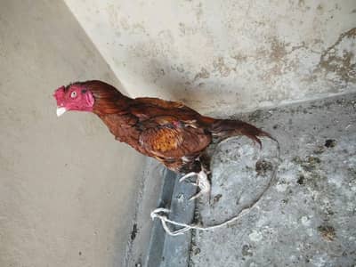 Aseel Mianwali
