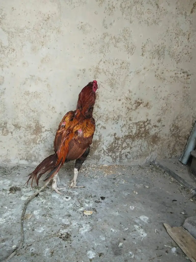 Aseel Mianwali — photo 2