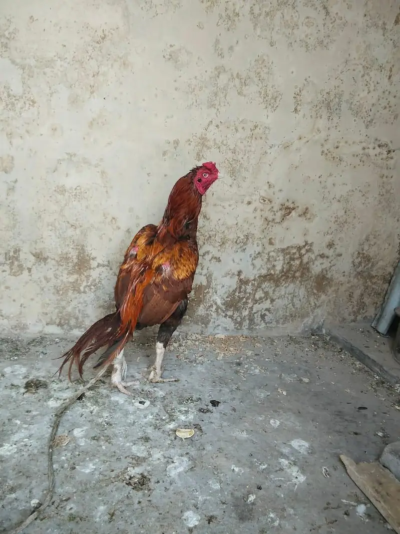 Aseel Mianwali — photo 3