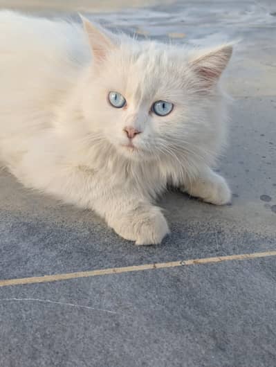 Turkish angora cat female  and male orange tabby cat