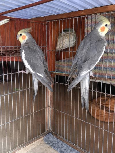 parrot