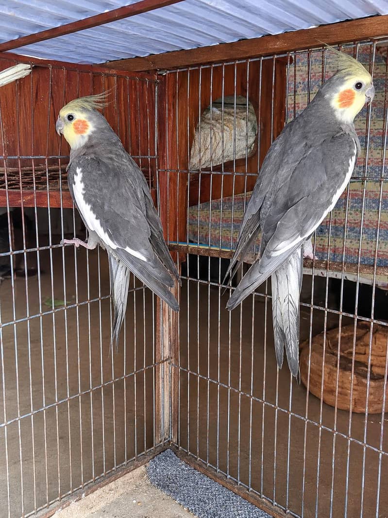 parrot 0