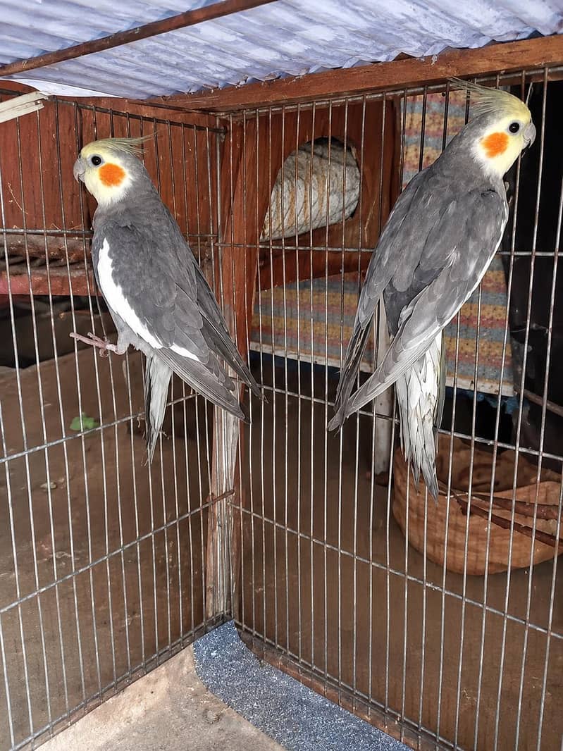 parrot 1