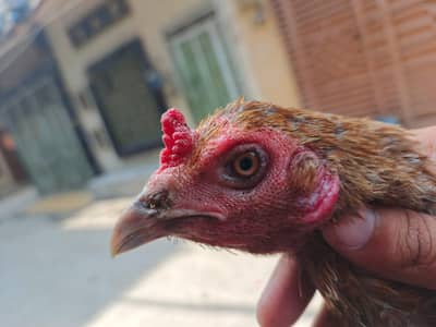 Burmi Female