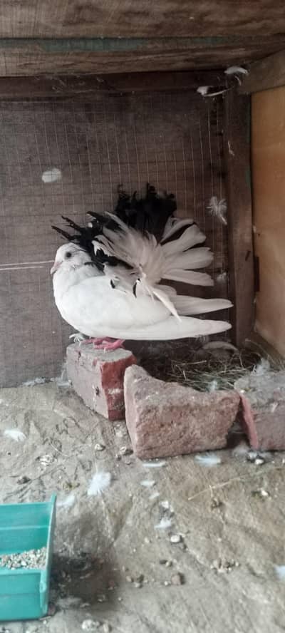 Black tail pigeon