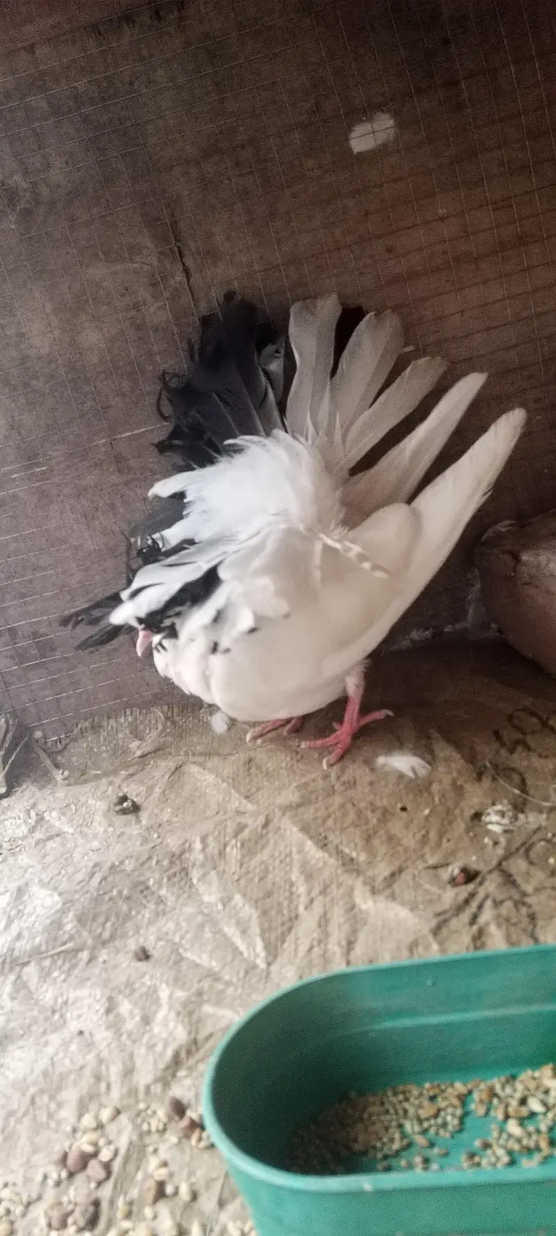 Black tail pigeon — photo 2
