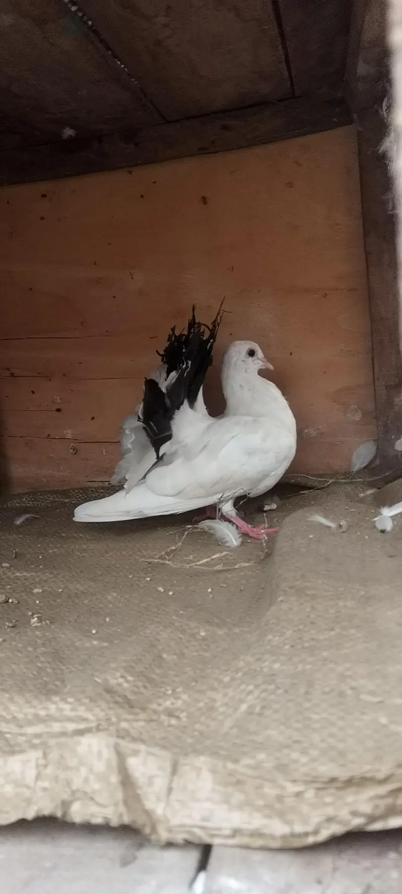 Black tail pigeon — photo 3