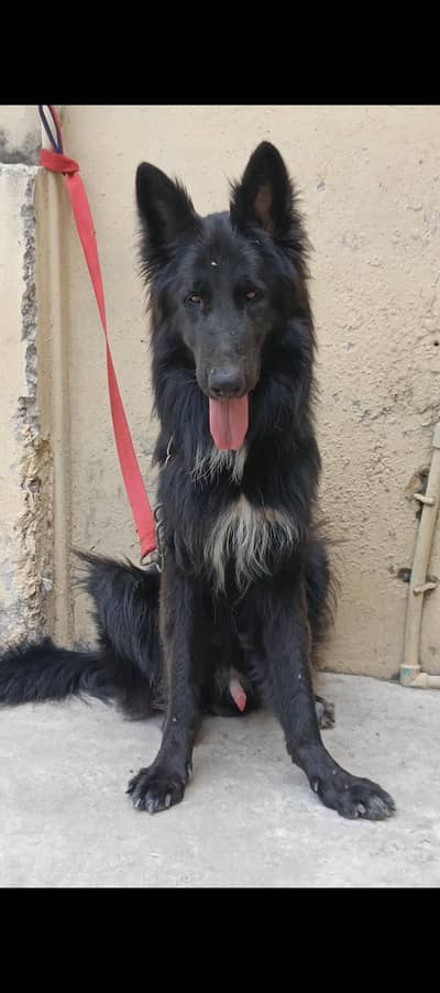 Black German Shepherd