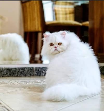 White Kitten