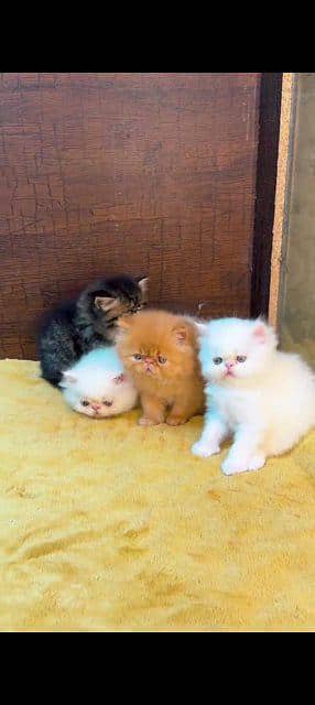 Persian cat for sale male or female vaccinated