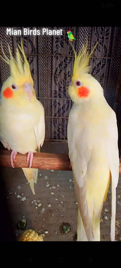 cocktail pair lutino red eyes