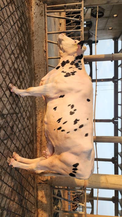 Dutch breed cow for sale