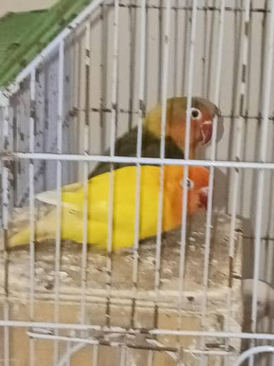 love birds