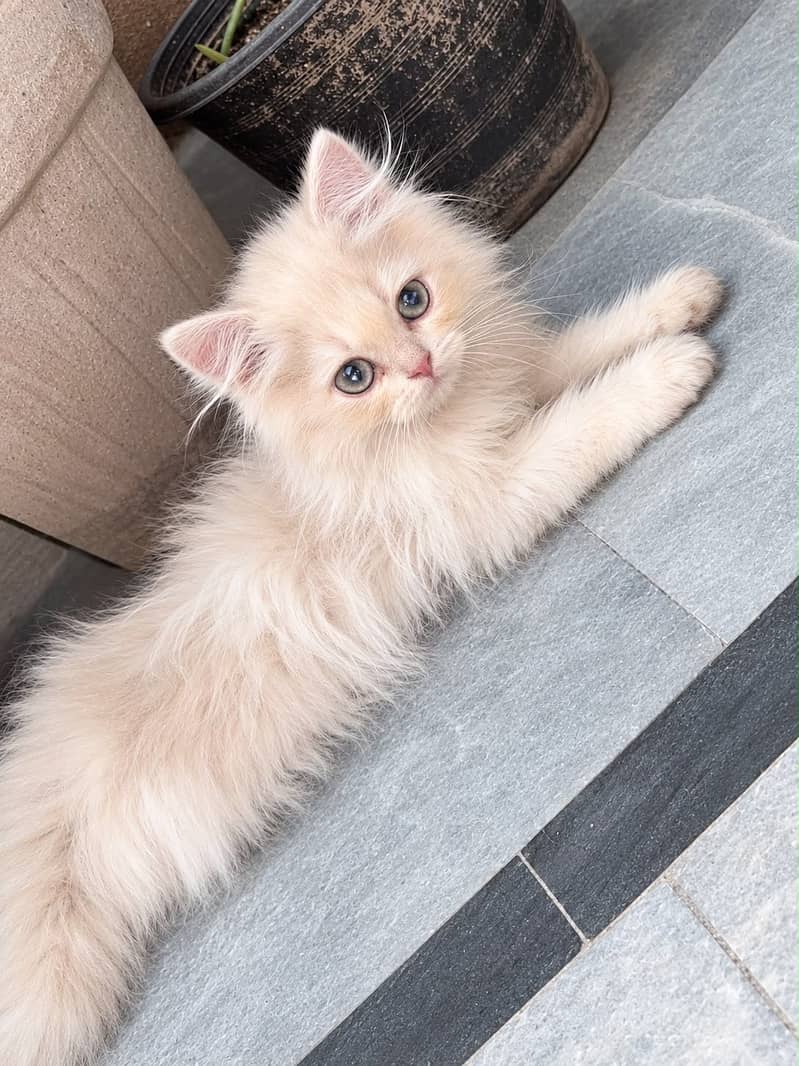 Persian kitten 0