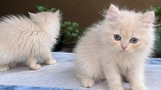 Persian kitten 1