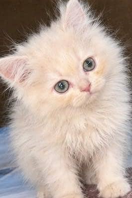 Persian kitten 2