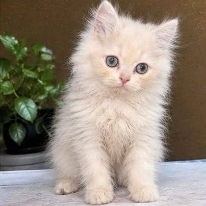 Persian kitten 3