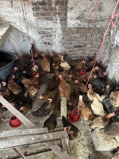 Desi Hens | Golden Mirsi | Anday deny wali | Desi eggs