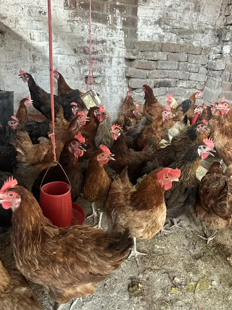 Desi Hens | Golden Mirsi | Anday deny wali | Desi eggs — photo 4