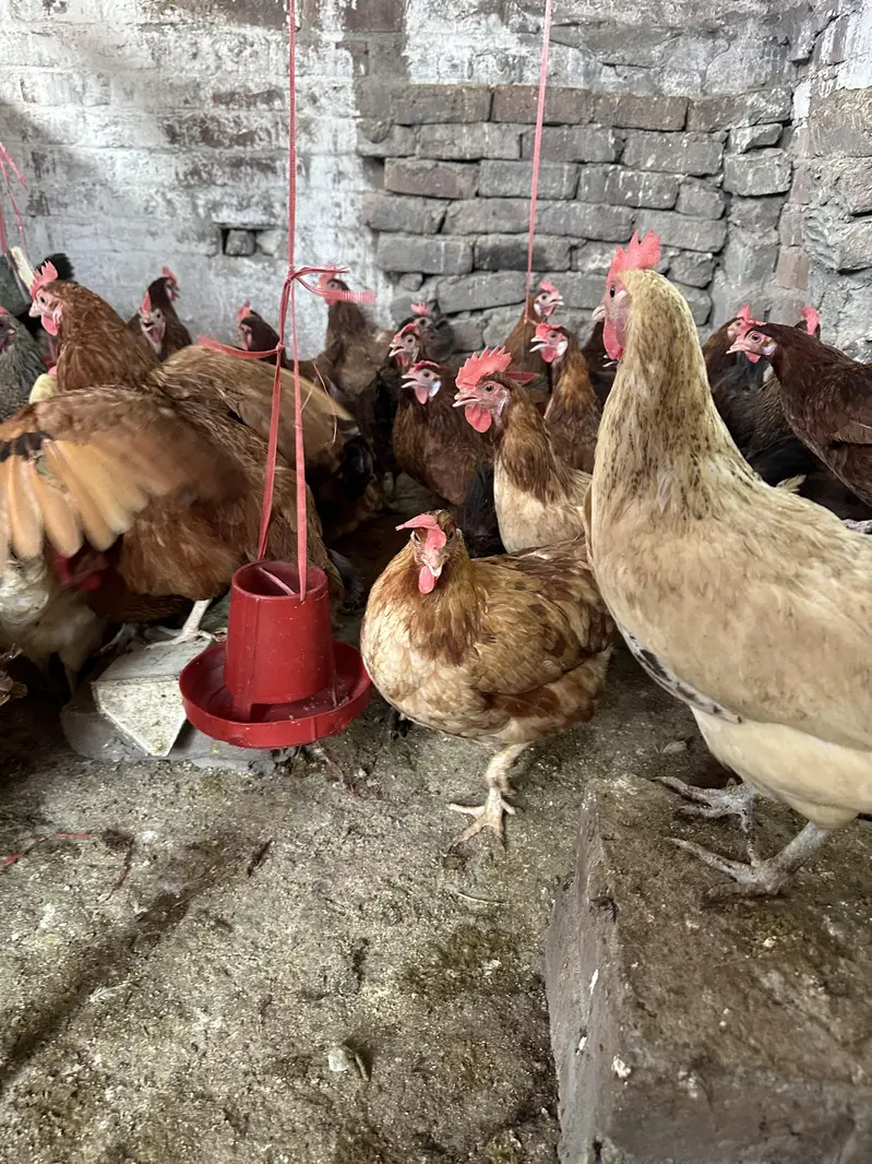 Desi Hens | Golden Mirsi | Anday deny wali | Desi eggs — photo 6