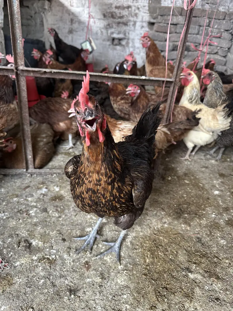 Desi Hens | Golden Mirsi | Anday deny wali | Desi eggs — photo 8