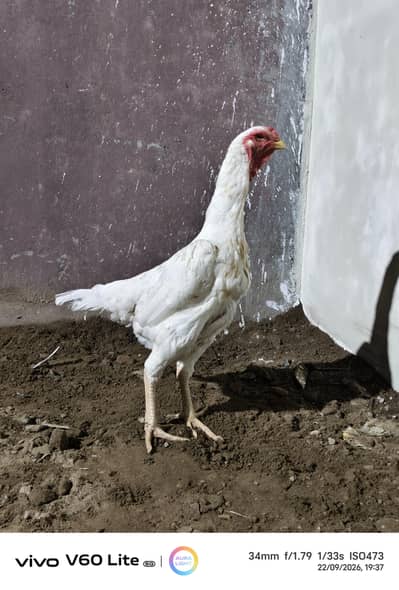 White Shamo Hens/Broody Hens/ and Chicks