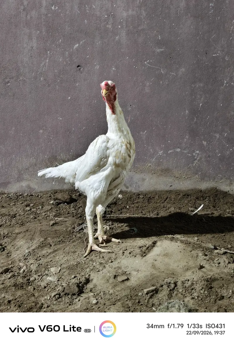 White Shamo Hens/Broody Hens/ and Chicks — photo 2