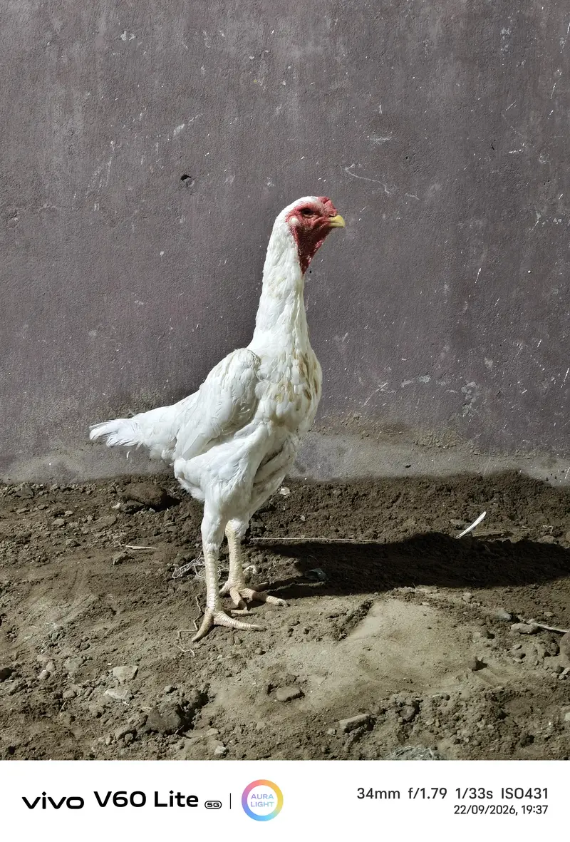 White Shamo Hens/Broody Hens/ and Chicks — photo 3