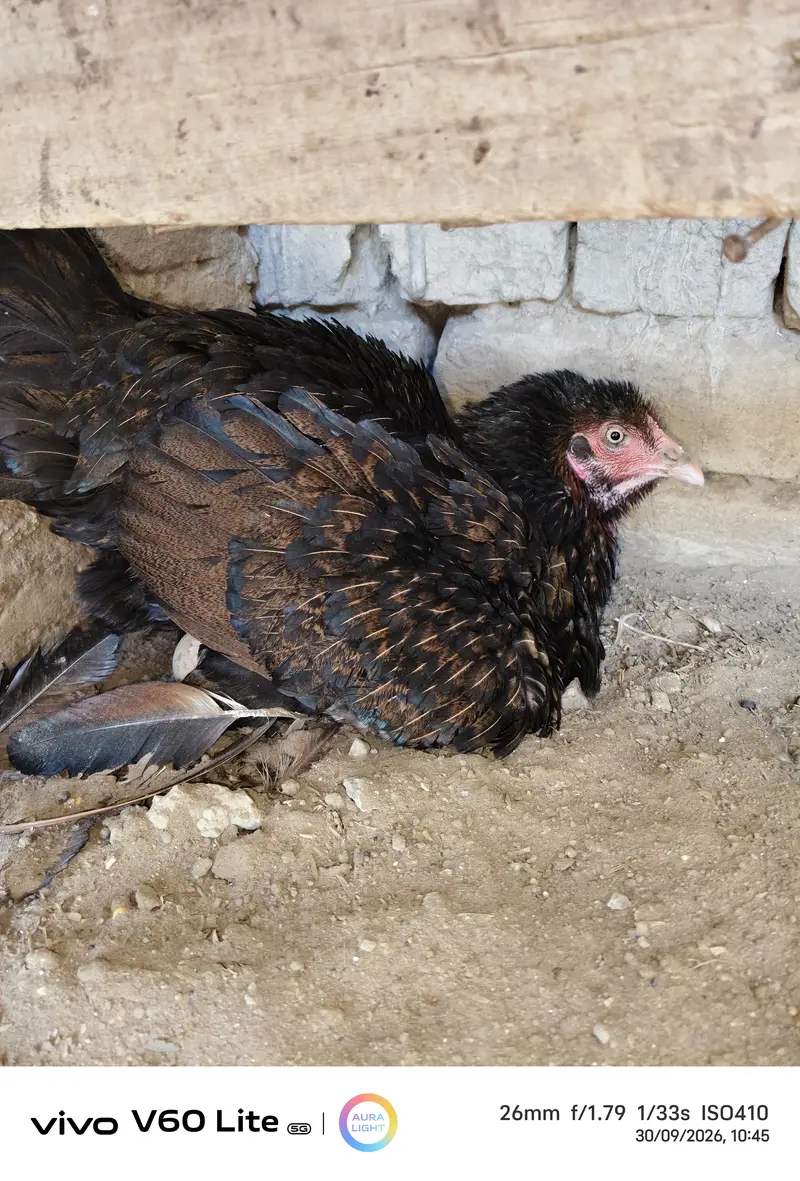 White Shamo Hens/Broody Hens/ and Chicks — photo 4