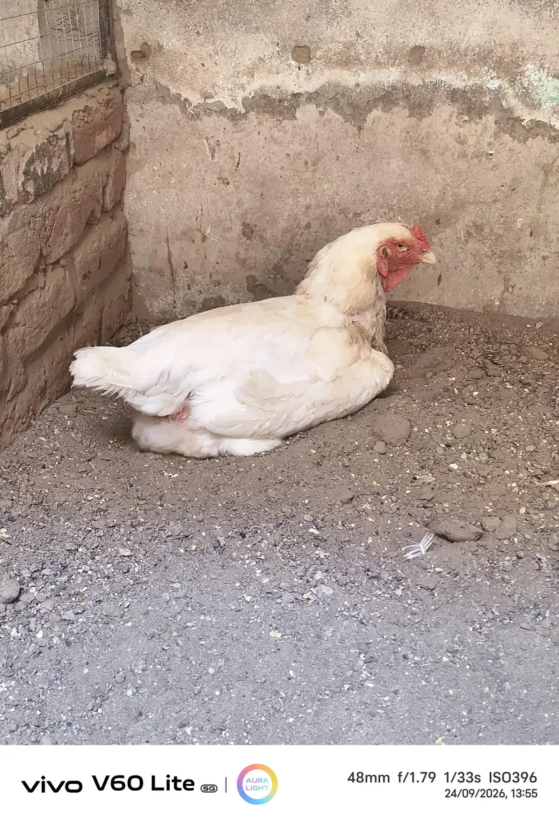 White Shamo Hens/Broody Hens/ and Chicks — photo 5