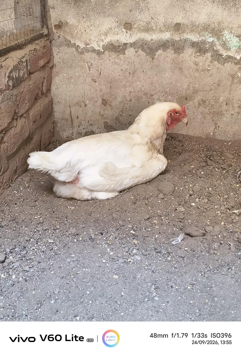 White Shamo Hens/Broody Hens/ and Chicks — photo 6