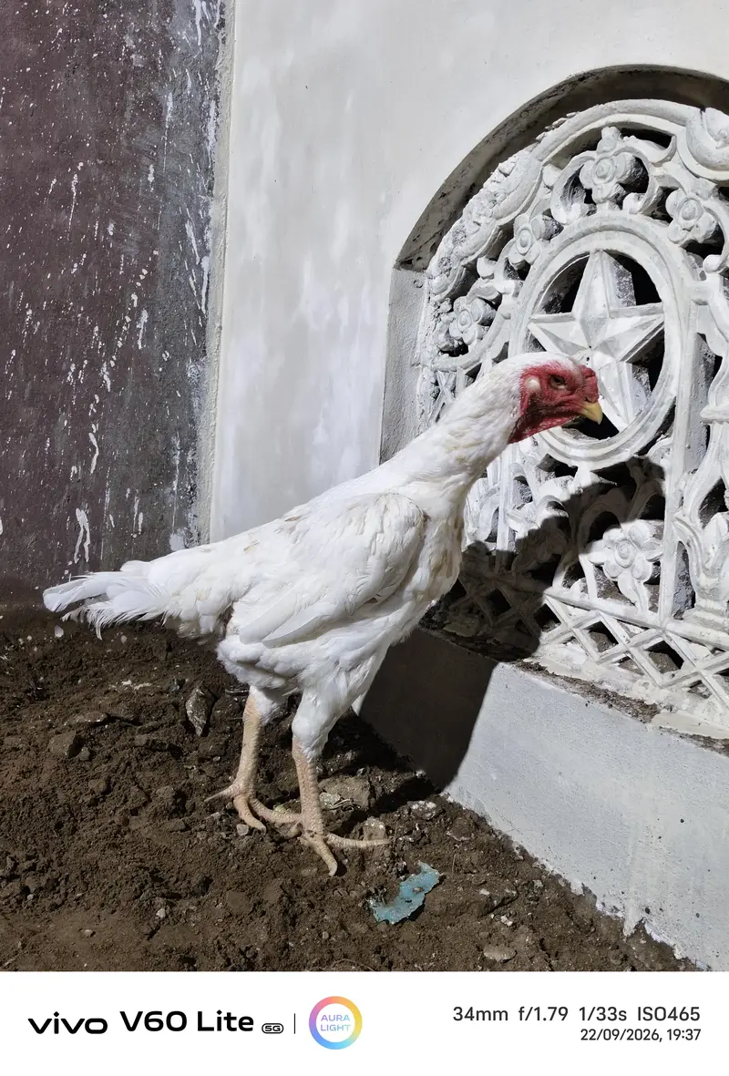 White Shamo Hens/Broody Hens/ and Chicks — photo 8