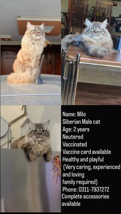 Persian cat 0-3-1-1-7-9-3-7-2-7-2