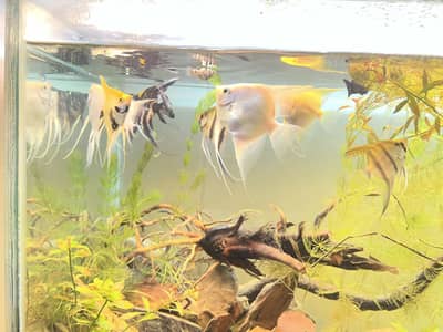 Angel fish platinum and marble and wild angel