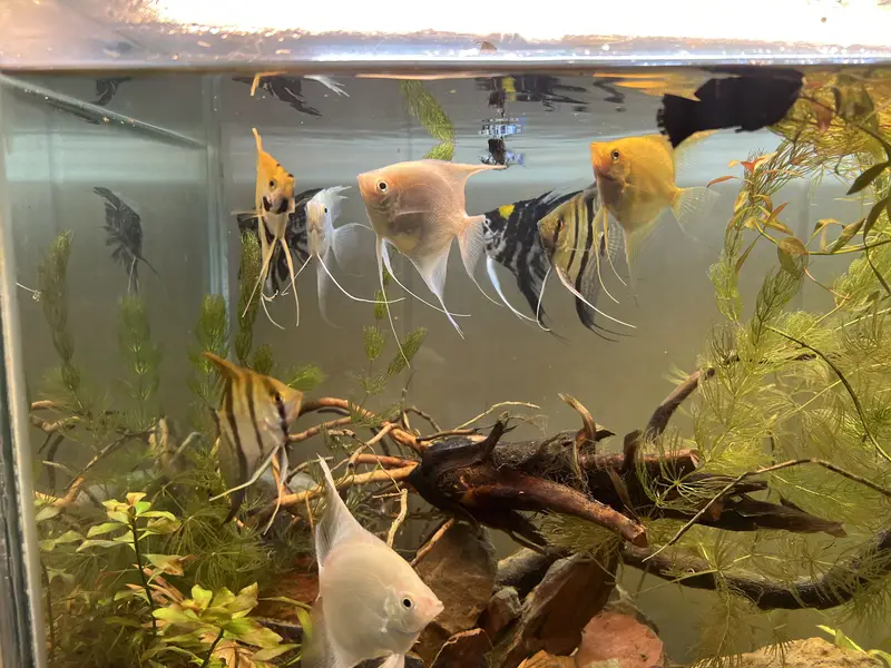 Angel fish platinum and marble and wild angel — photo 3