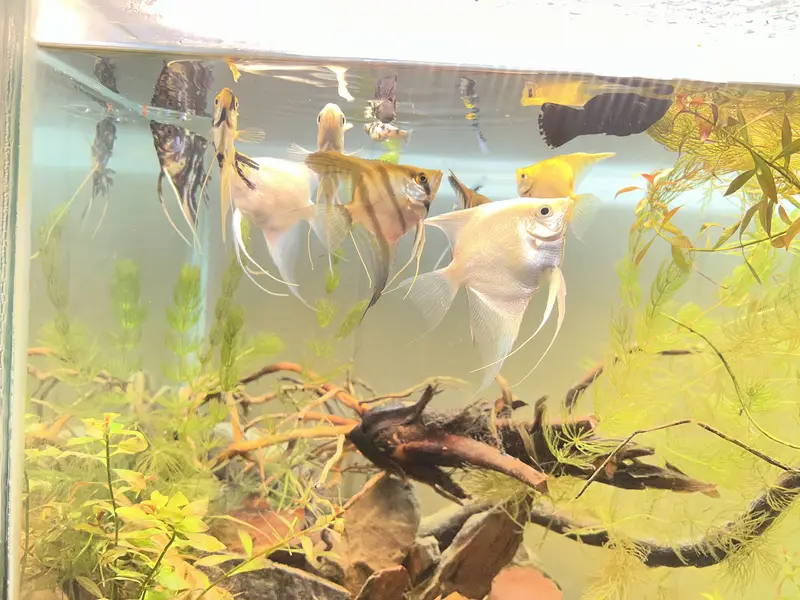 Angel fish platinum and marble and wild angel — photo 4