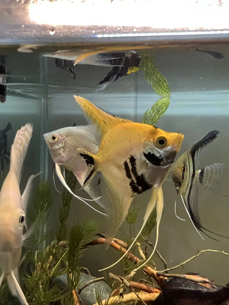 Angel fish platinum and marble and wild angel — photo 5