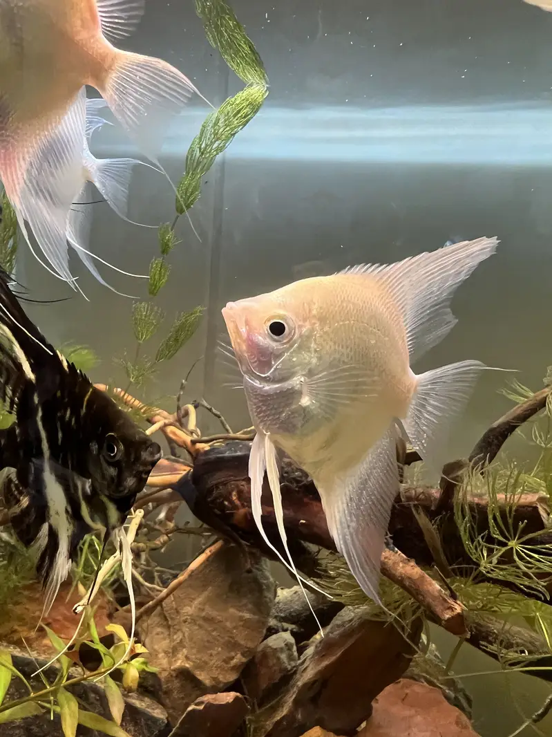 Angel fish platinum and marble and wild angel — photo 7