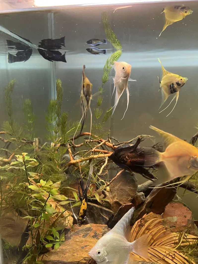 Angel fish platinum and marble and wild angel — photo 8